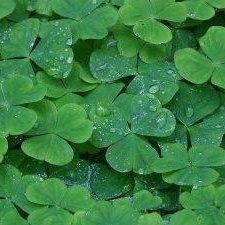 shamrock-rain-280×225