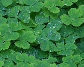 shamrock-rain-280×225